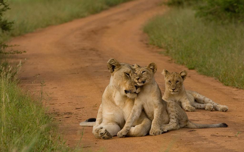 Etali Safari Lodge Madikwe Game Reserve Exterior photo