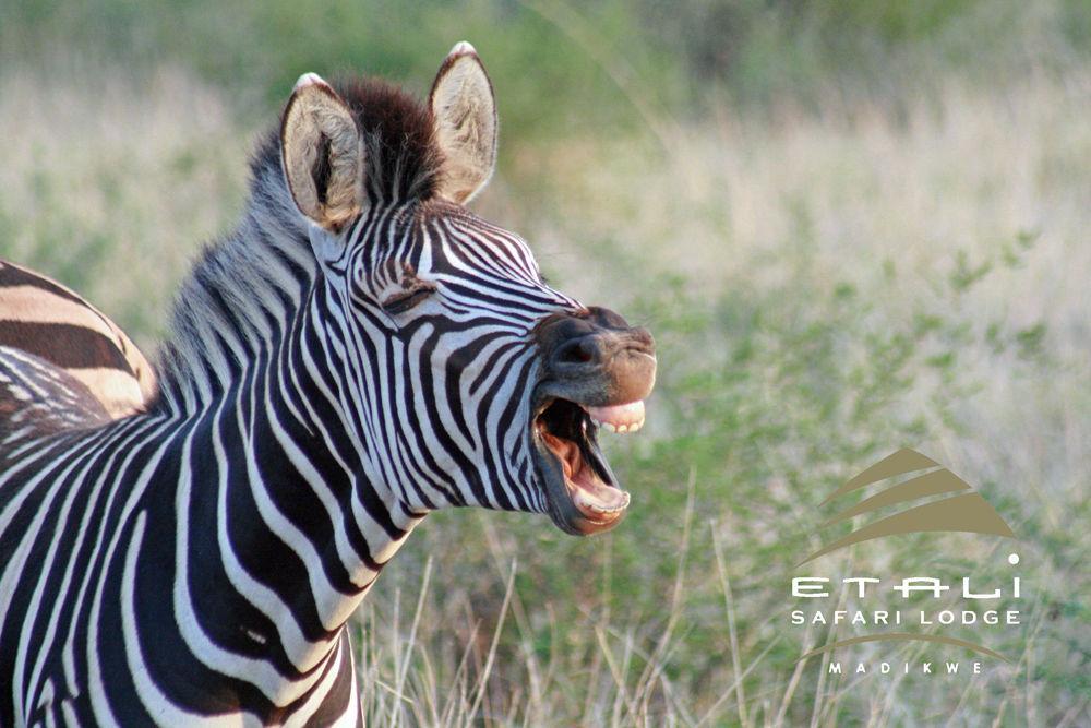 Etali Safari Lodge Madikwe Game Reserve Exterior photo