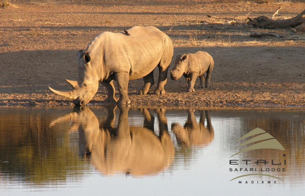 Etali Safari Lodge Madikwe Game Reserve Exterior photo