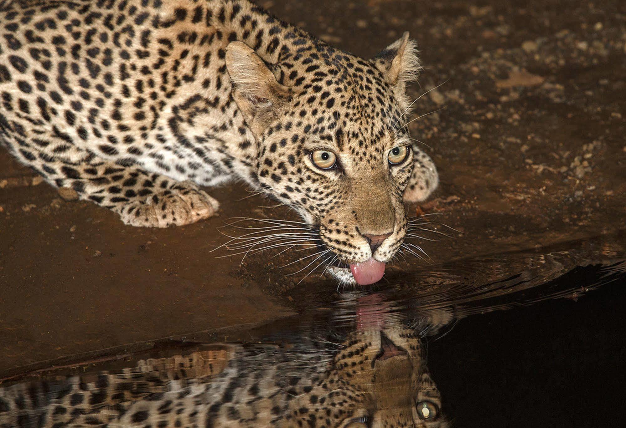 Etali Safari Lodge Madikwe Game Reserve Exterior photo