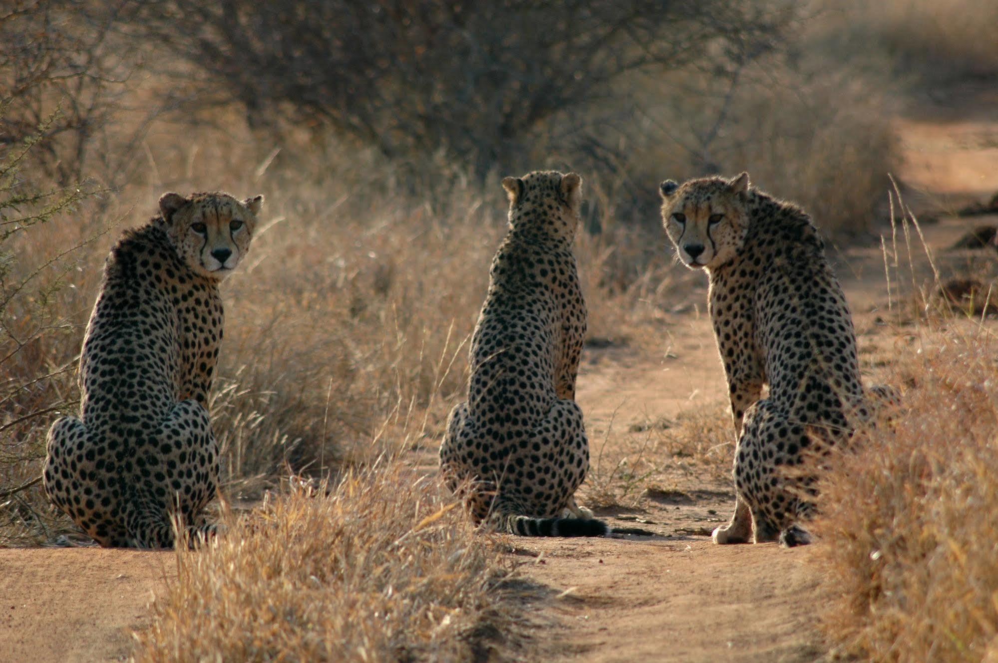 Etali Safari Lodge Madikwe Game Reserve Exterior photo